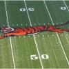 bengals fan